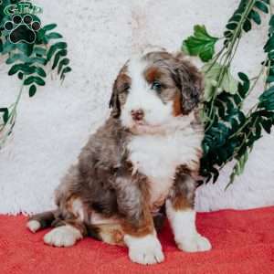 Zoey, Bernedoodle Puppy